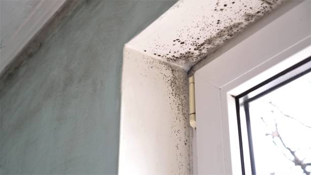 Best Indoor Air Quality Assessment  in Ellaville, GA