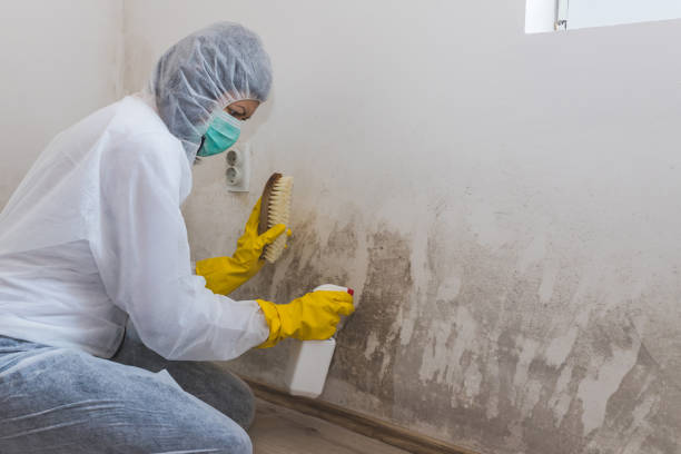 Best Water Damage & Mold Remediation  in Ellaville, GA