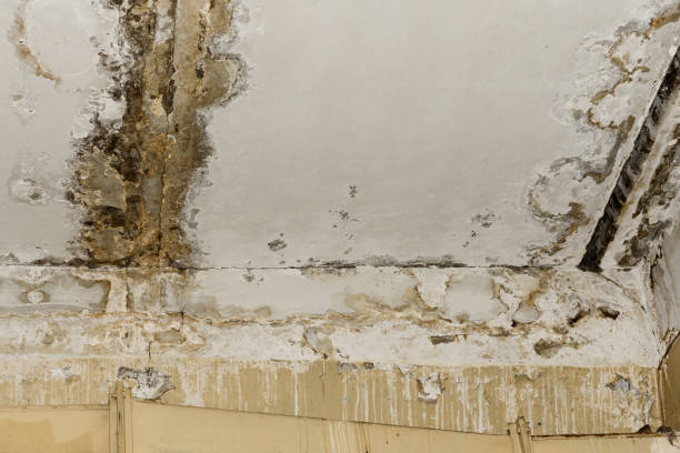 Best Industrial Mold Remediation  in Ellaville, GA