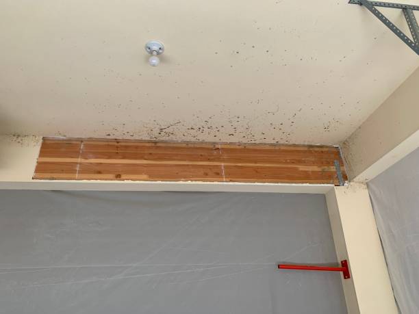 Best Airborne Mold Testing  in Ellaville, GA