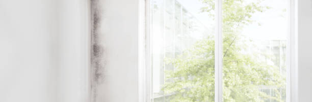 Professional Mold Removal in Ellaville, GA