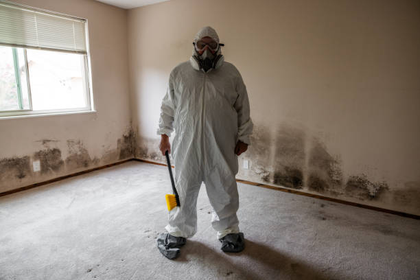 Best Basement Mold Removal  in Ellaville, GA